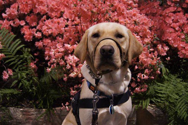 International Assistance Dog Week