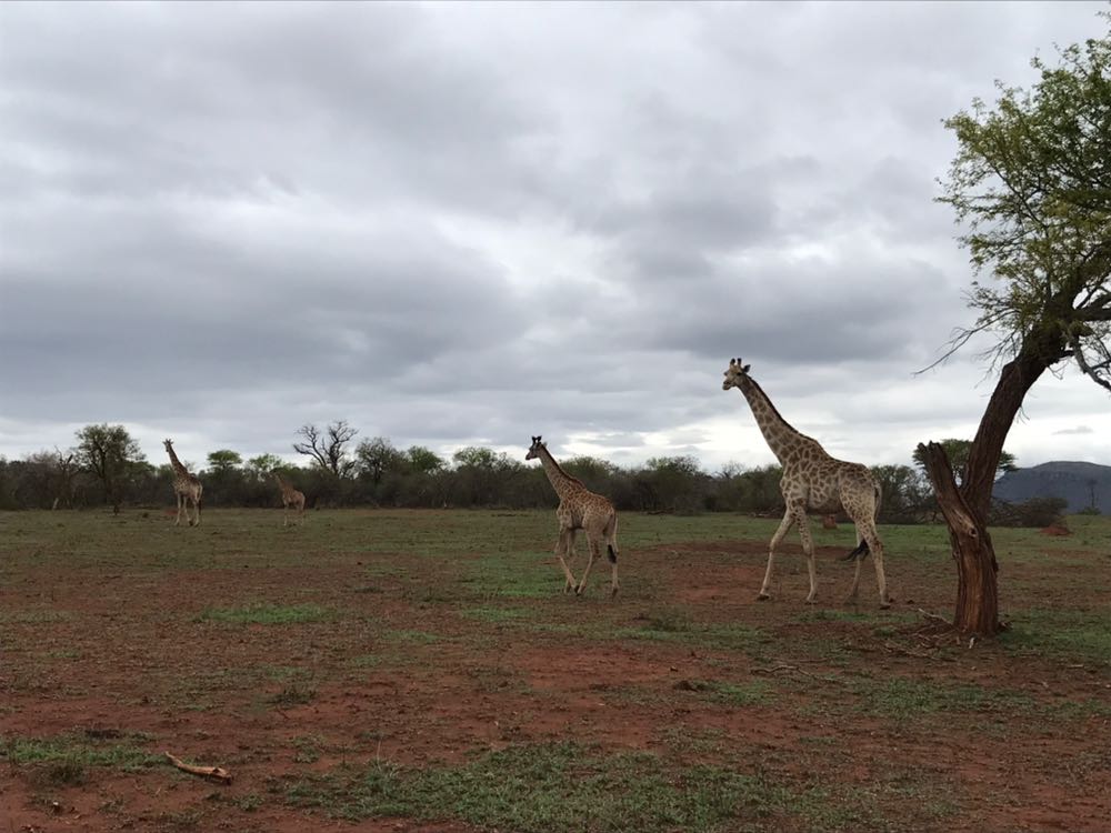 giraffe south africa