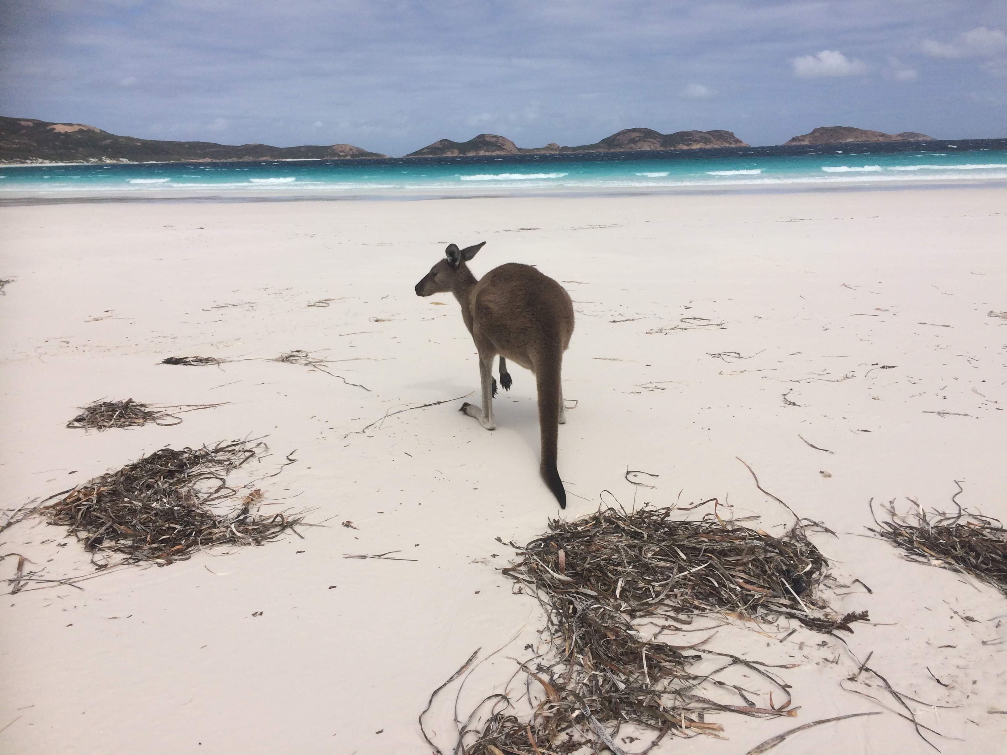 kangaroo in Australia on the beach