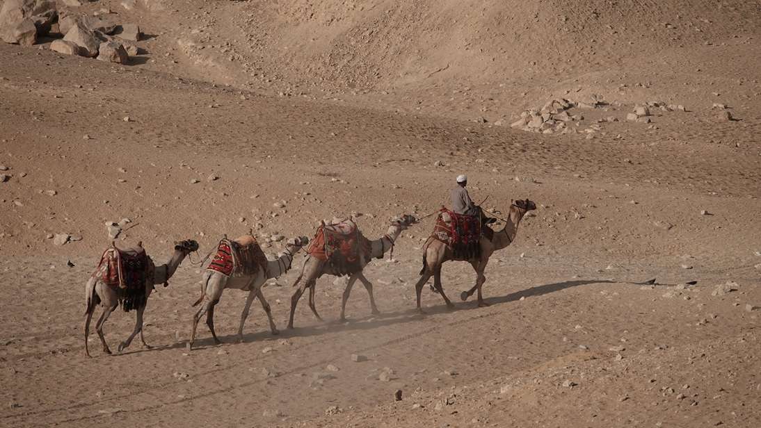 camels blog Vivienne Gunning